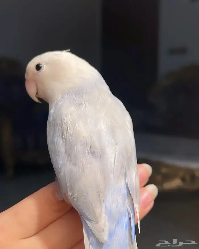 للبيع ببغاء روز الاليف 0