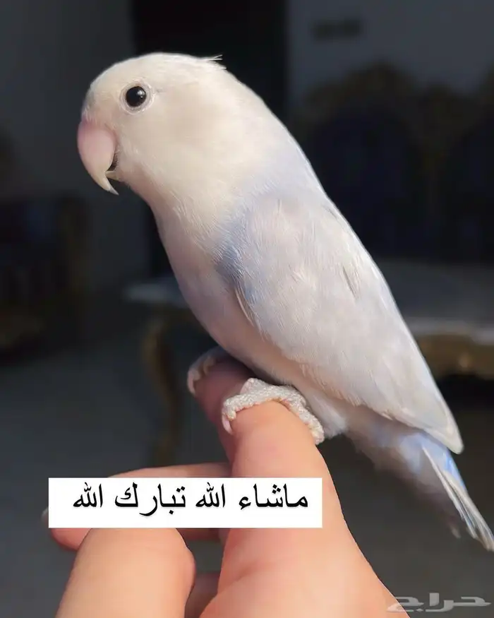 للبيع ببغاء روز الاليف 3