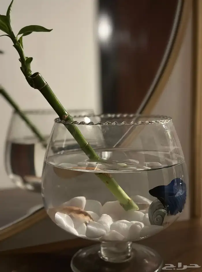 سمك الفايتر فازه احجار وصدف نبتة البامبو اكل ب 40 ريال 2