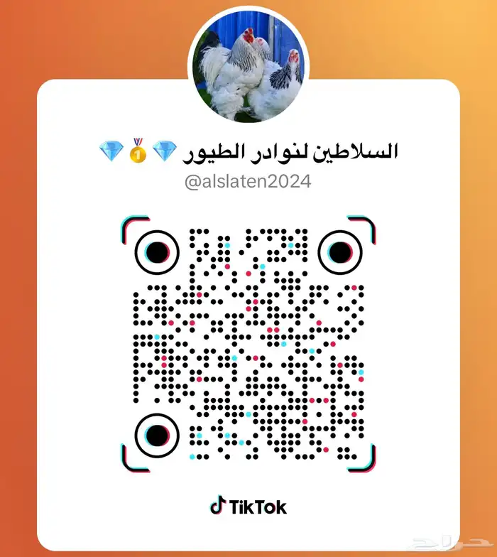 دجاج براهما  فواخر 4