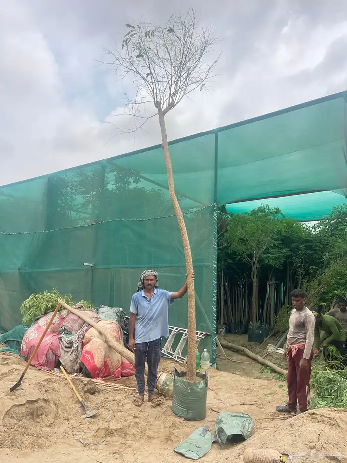 مشاتل الجملة 2