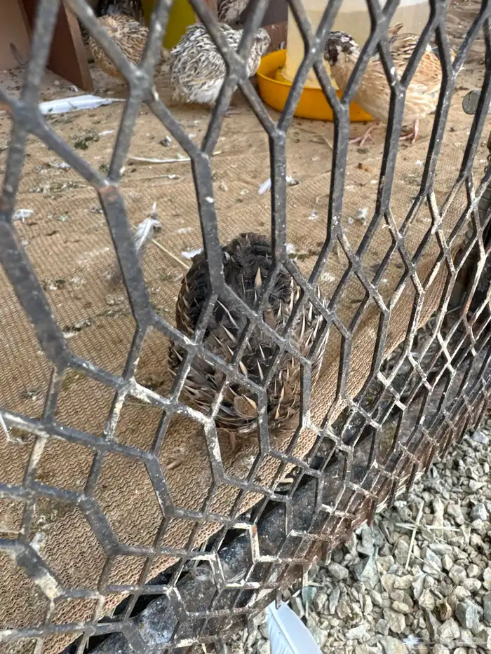 سمان بلدي ذبح حسب الطلب زغليل فرنسي 1