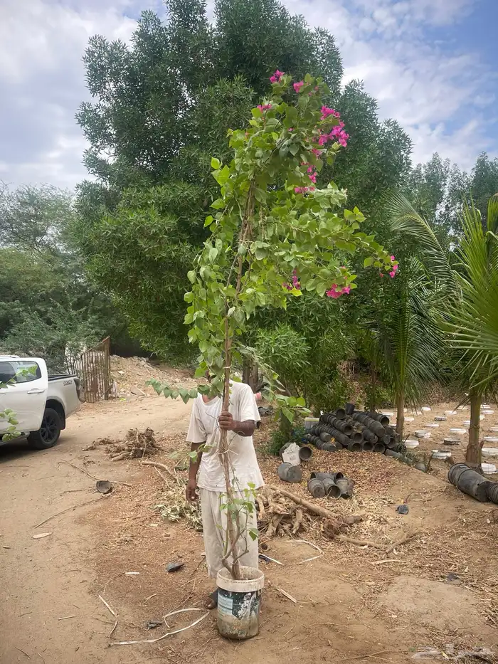 مشاتل الجملة 0