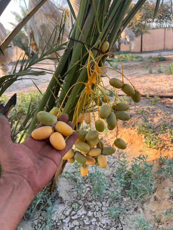 نخيل خلاص فسائل جوده عاليه 1