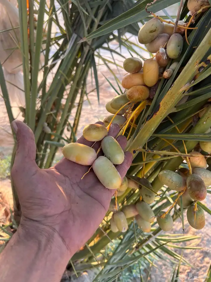 نخيل خلاص فسائل جوده عاليه 2