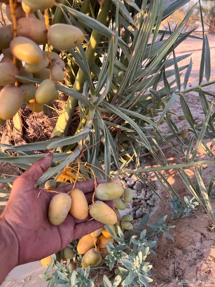 نخيل خلاص فسائل جوده عاليه 3