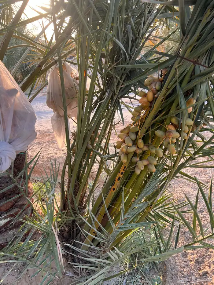 نخيل خلاص فسائل جوده عاليه 4
