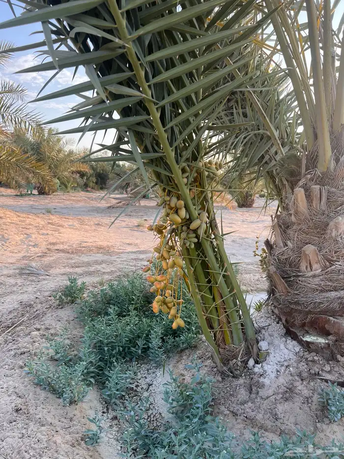 نخيل خلاص فسائل جوده عاليه 0