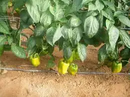 بذور فلفل كالفورنيا الصغير الحلو 2