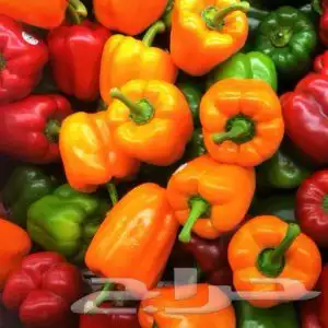 بذور فلفل كالفورنيا الصغير الحلو 3