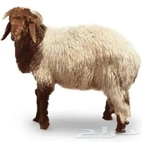 ذبائح نعيم 0