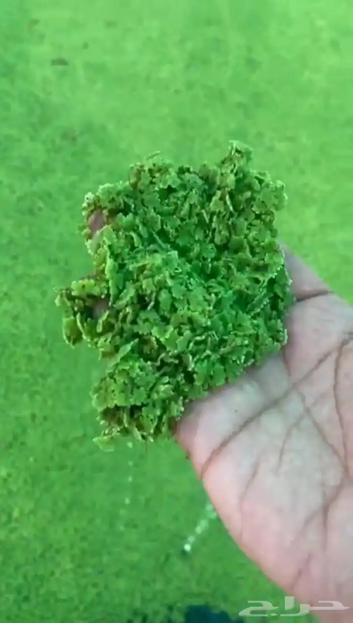 نبتة الازولاء بروتين عالي. 0