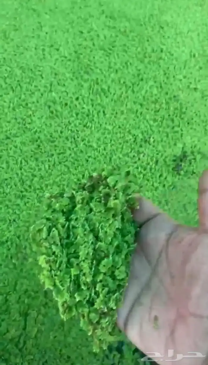 نبتة الازولاء بروتين عالي. 1