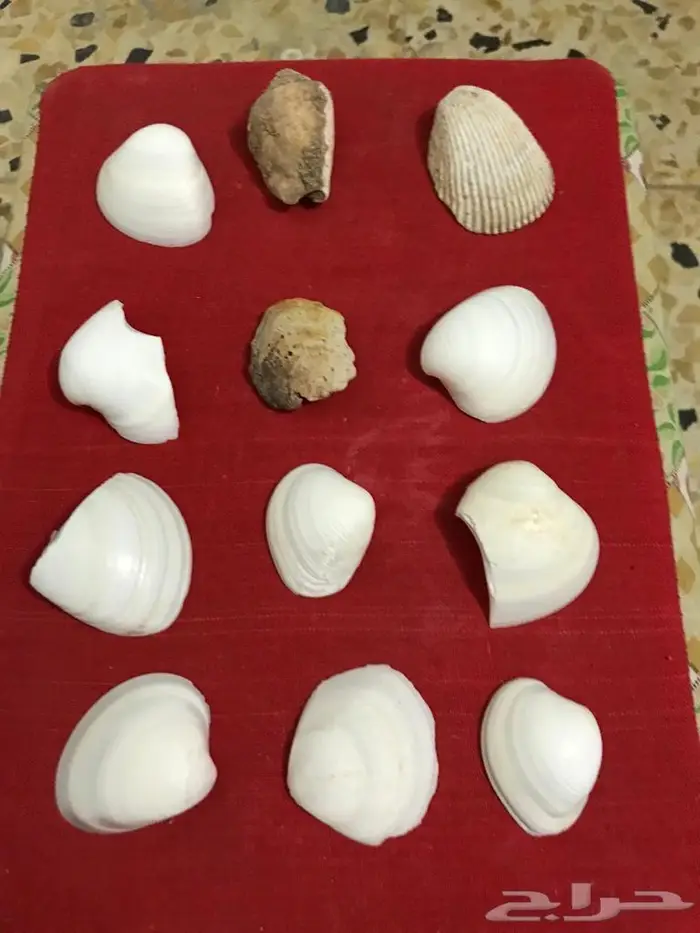 اصداف قواقع 0