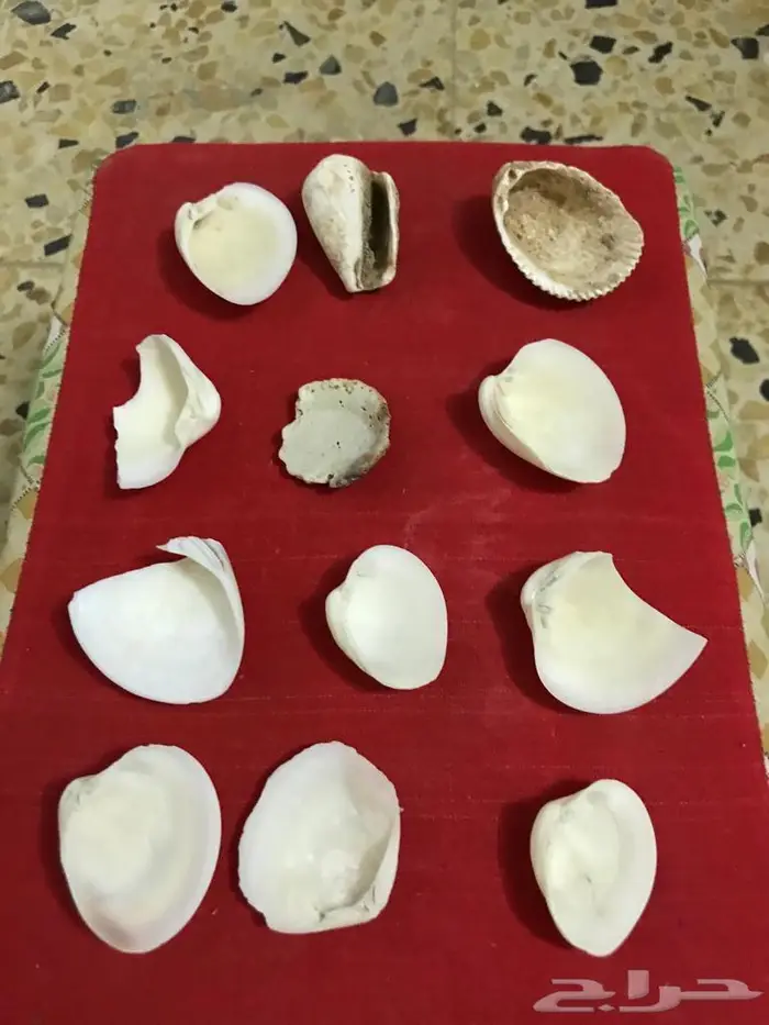 اصداف قواقع 1