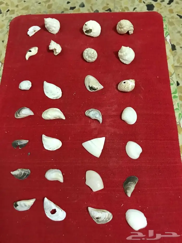 اصداف قواقع 4