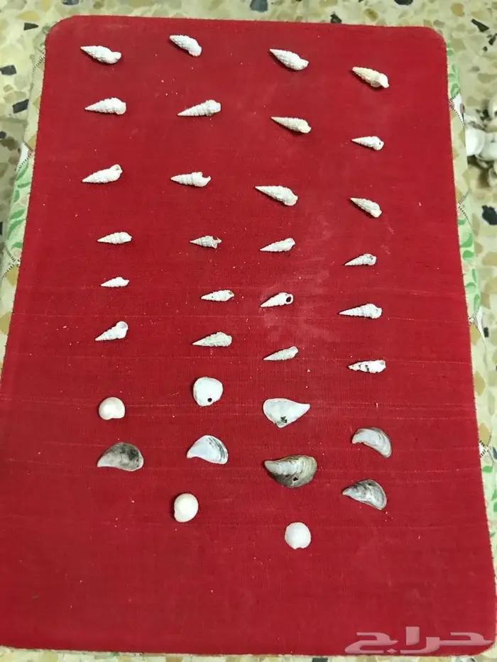 اصداف قواقع 3