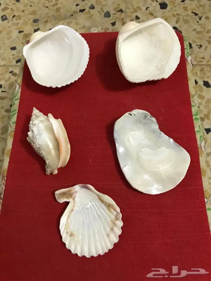 اصداف قواقع 6