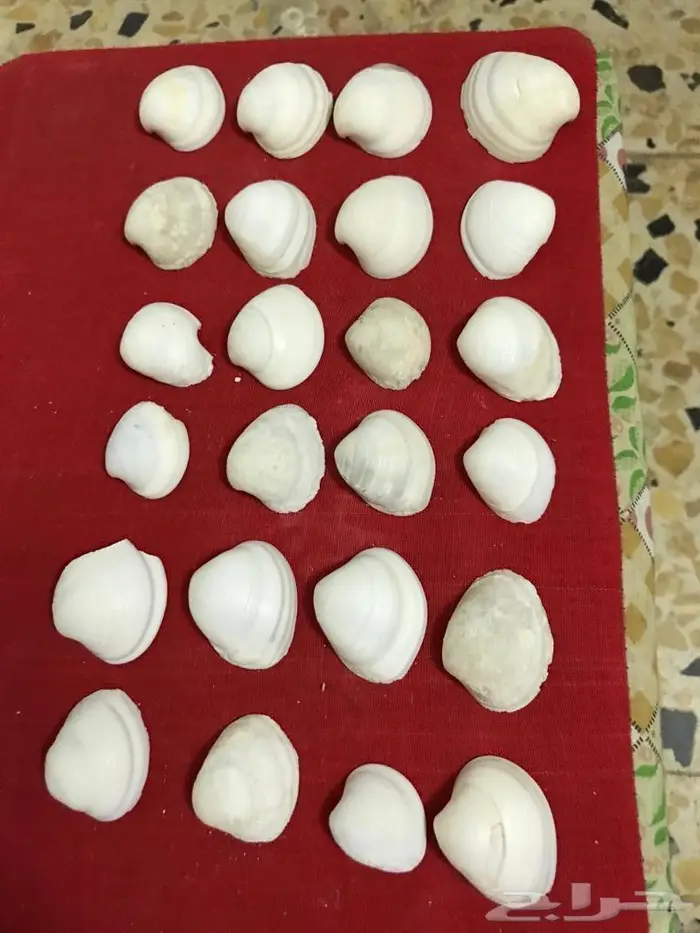 اصداف قواقع 5