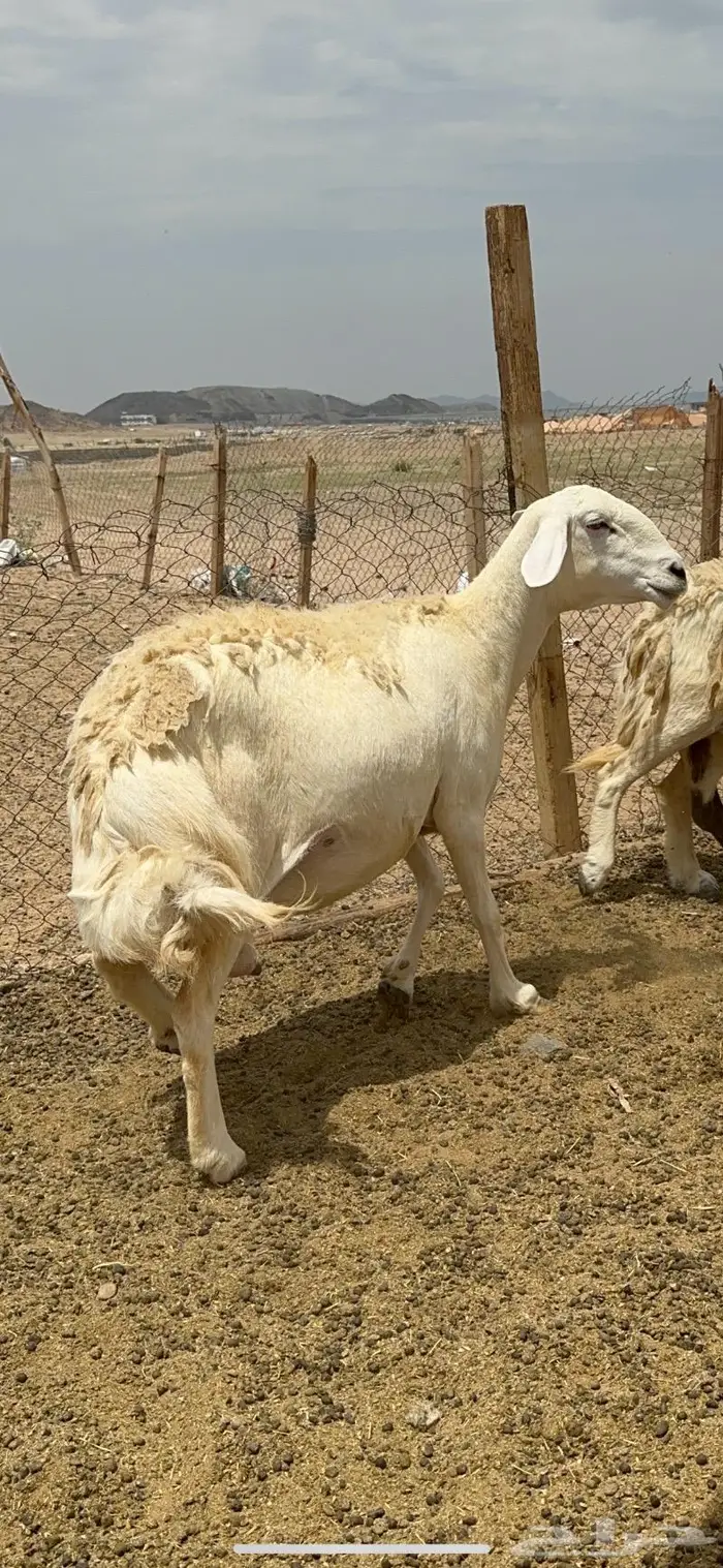 غنم حريات حرش جرروم مراح ملكي ماشاءالله 61 0
