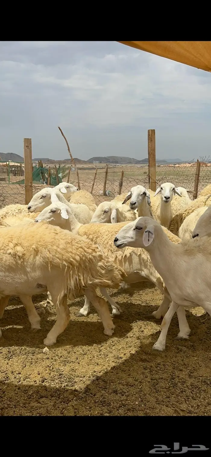 غنم حريات حرش جرروم مراح ملكي ماشاءالله 61 1