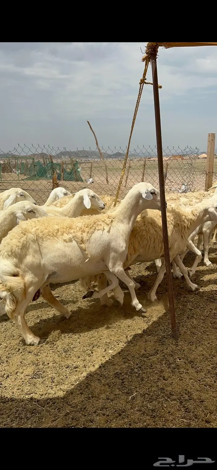 غنم حريات حرش جرروم مراح ملكي ماشاءالله 61 2