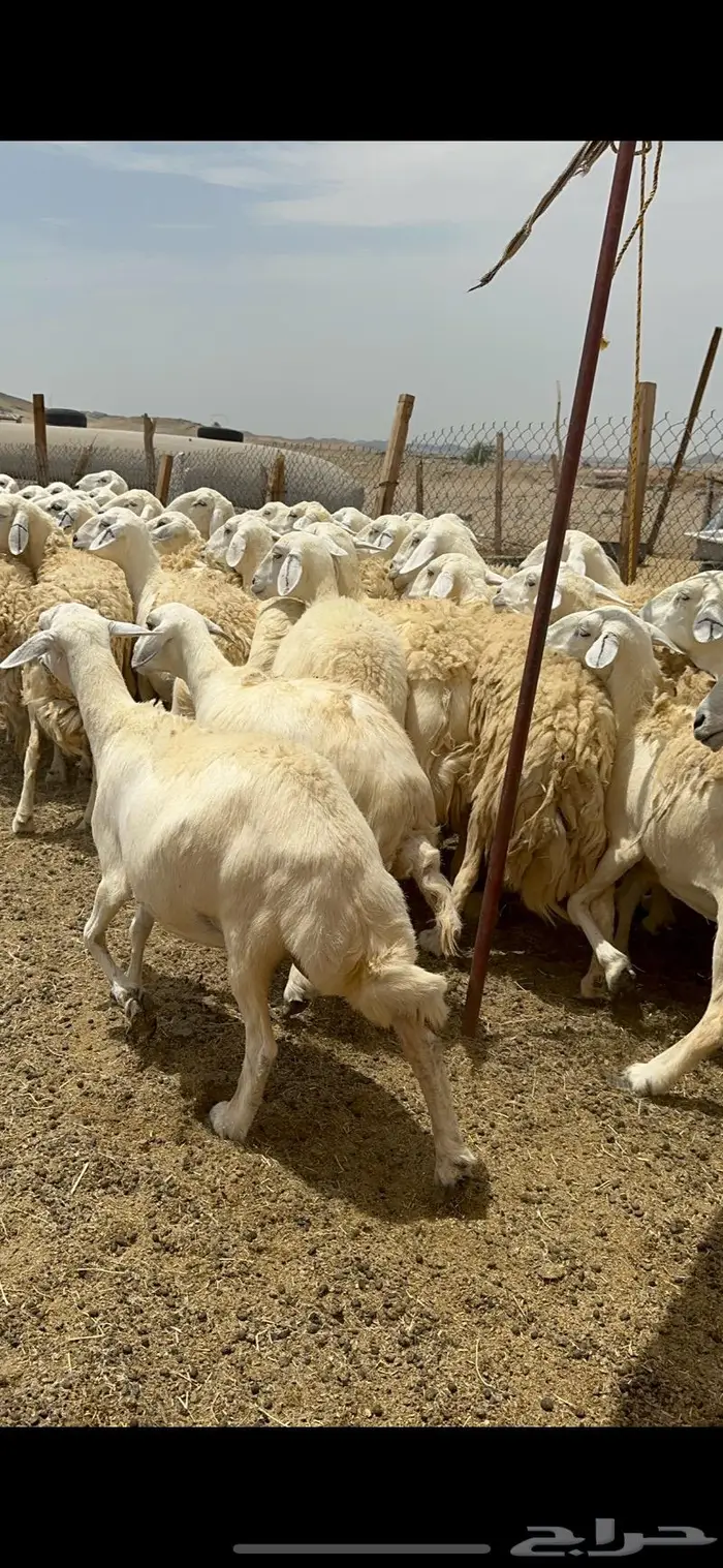 غنم حريات حرش جرروم مراح ملكي ماشاءالله 61 3