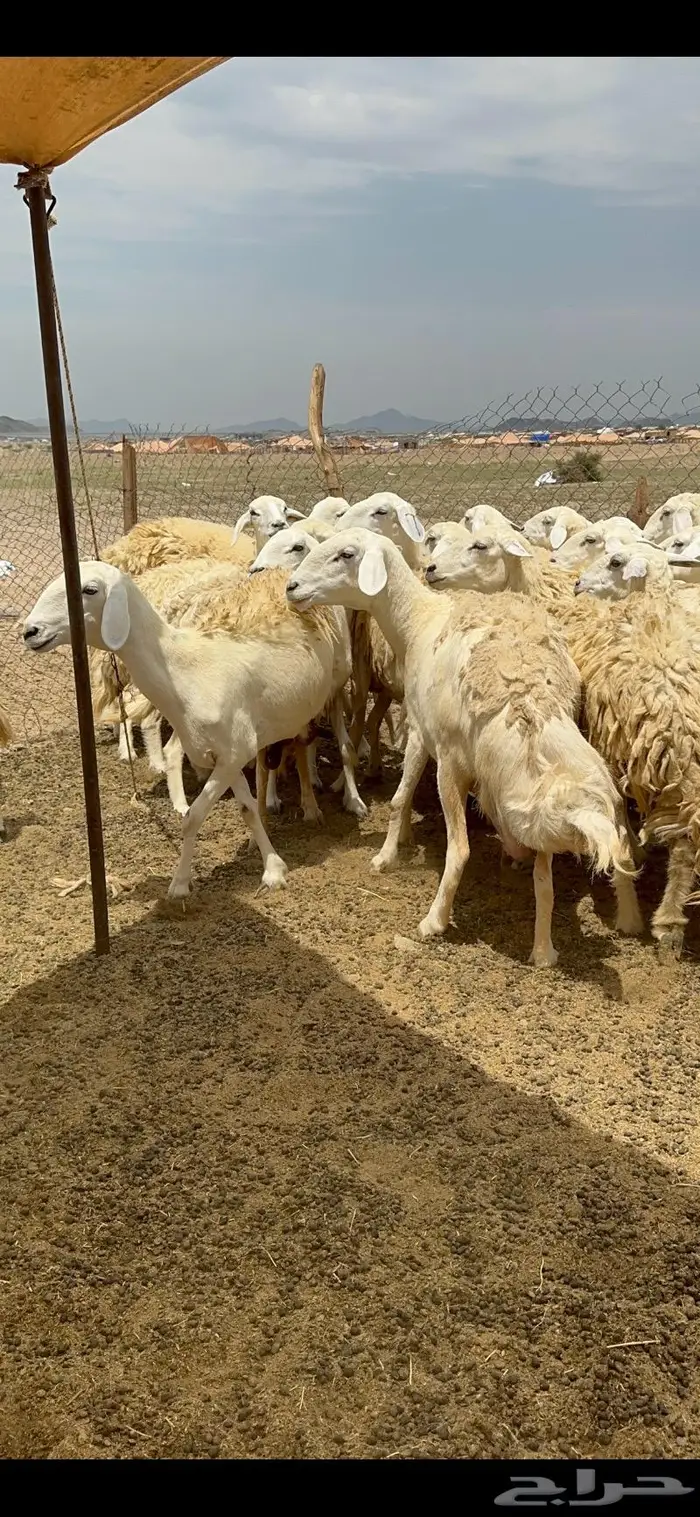 غنم حريات حرش جرروم مراح ملكي ماشاءالله 61 5