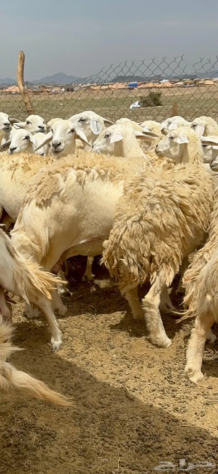 غنم حريات حرش جرروم مراح ملكي ماشاءالله 61 4