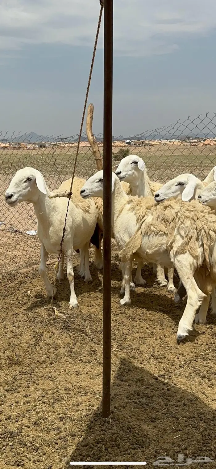 غنم حريات حرش جرروم مراح ملكي ماشاءالله 61 6