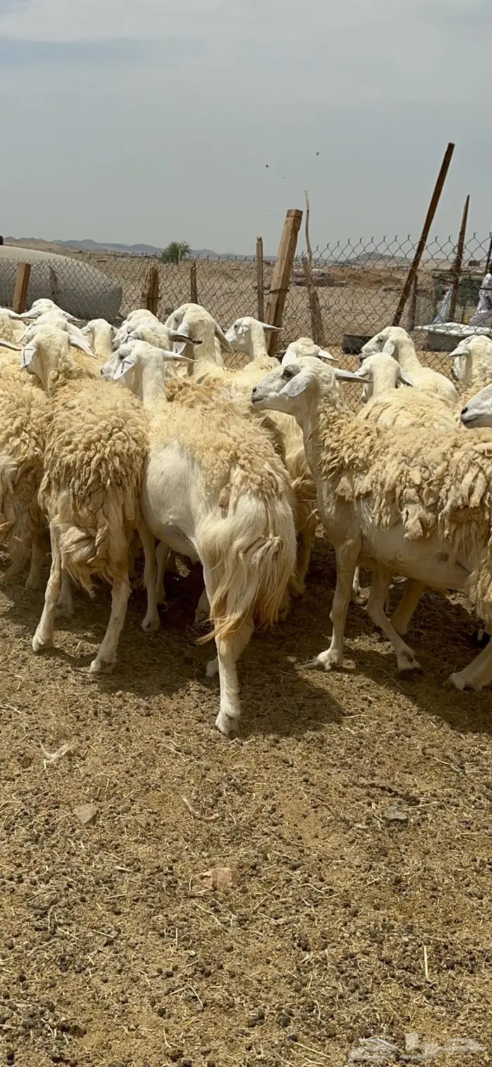 غنم حريات حرش جرروم مراح ملكي ماشاءالله 61 7