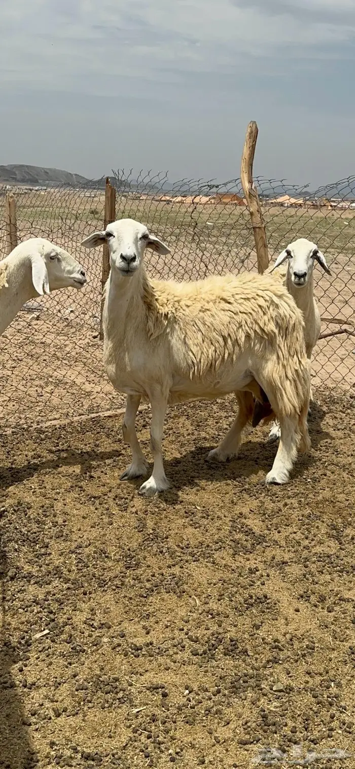 غنم حريات حرش جرروم مراح ملكي ماشاءالله 61 9