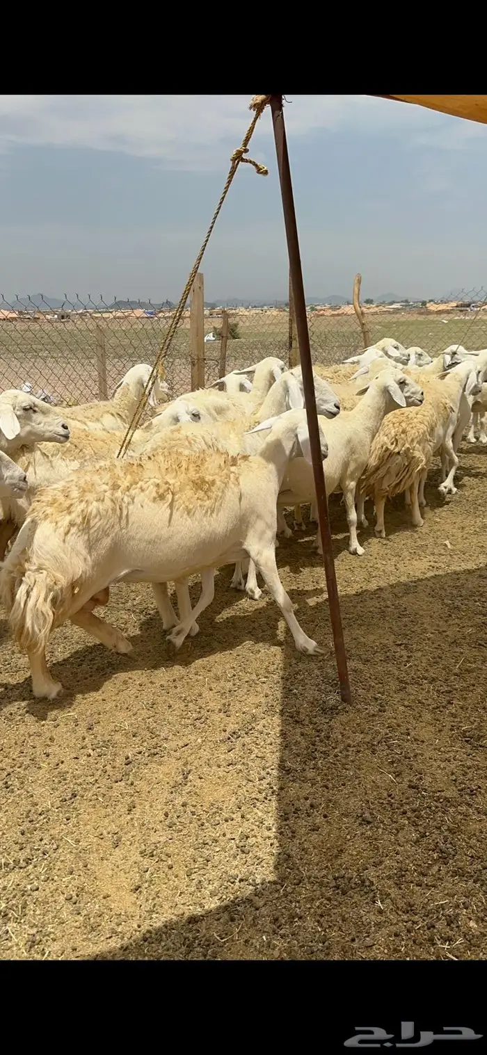 غنم حريات حرش جرروم مراح ملكي ماشاءالله 61 10