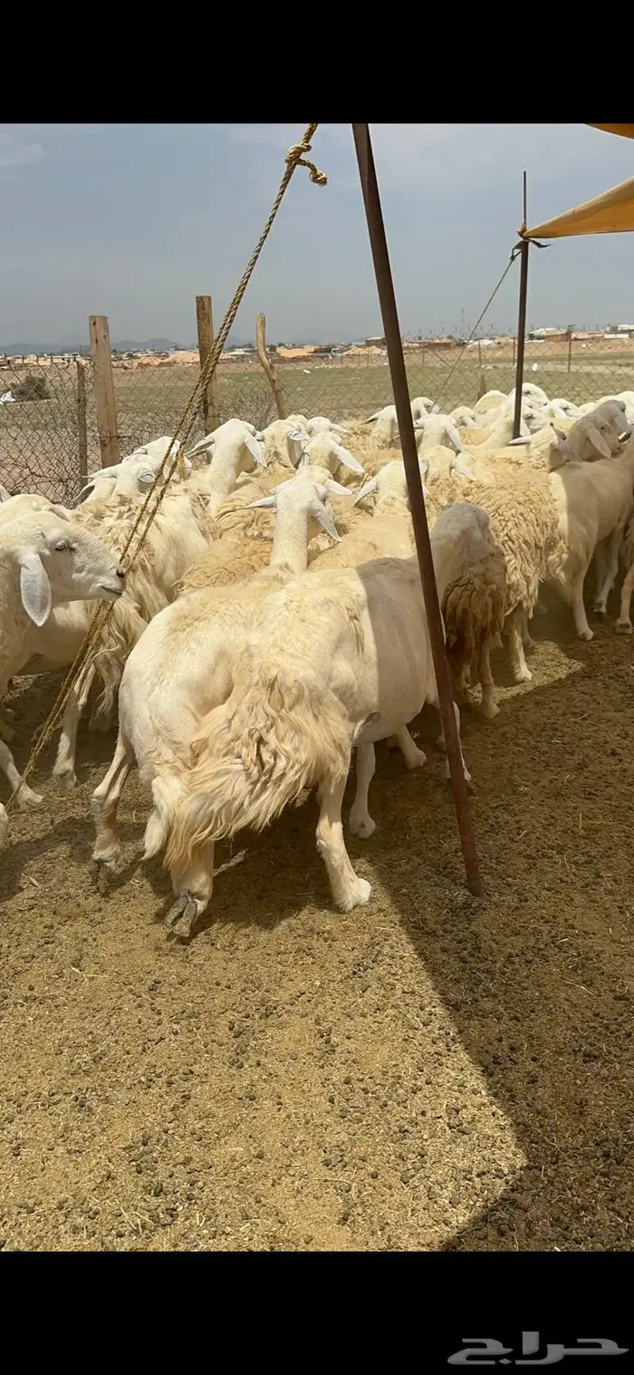 غنم حريات حرش جرروم مراح ملكي ماشاءالله 61 11