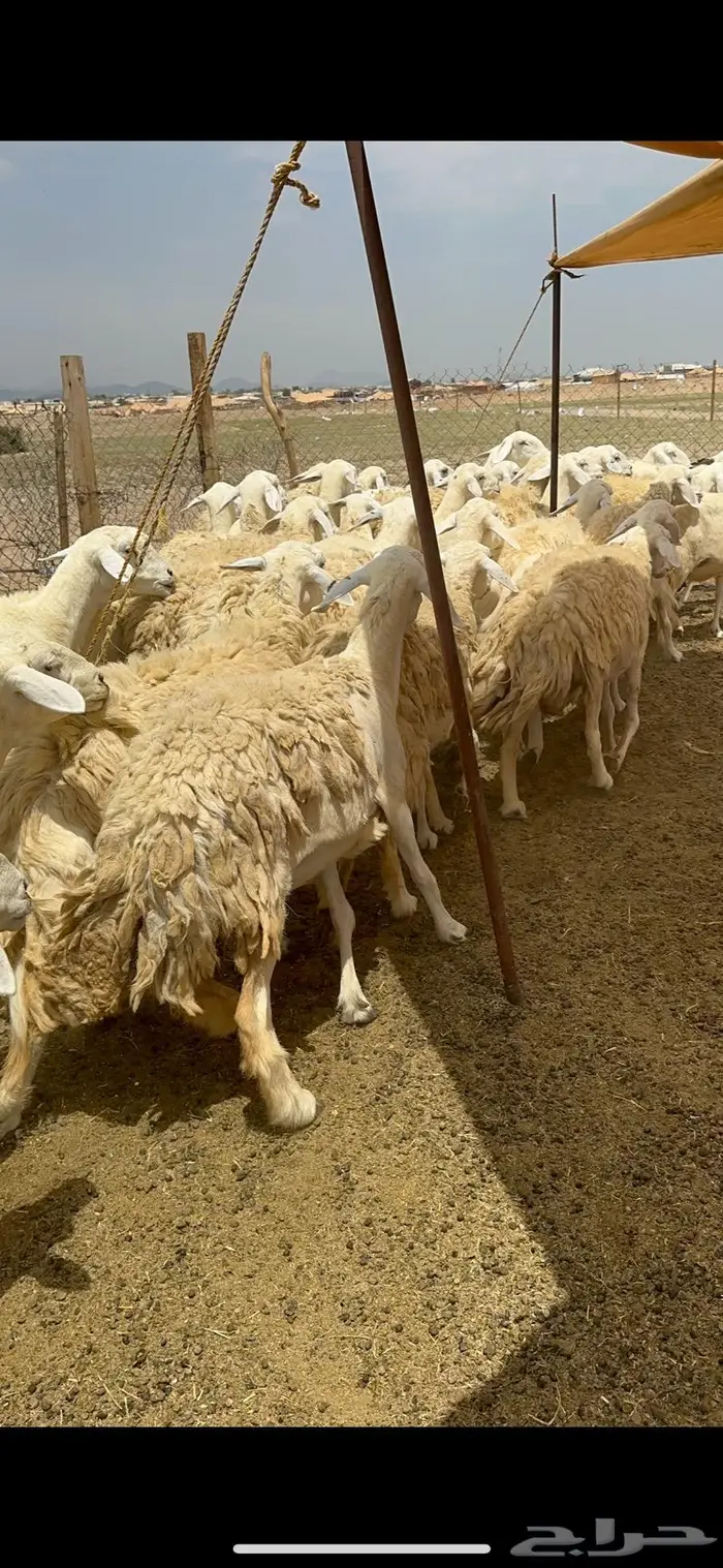 غنم حريات حرش جرروم مراح ملكي ماشاءالله 61 12