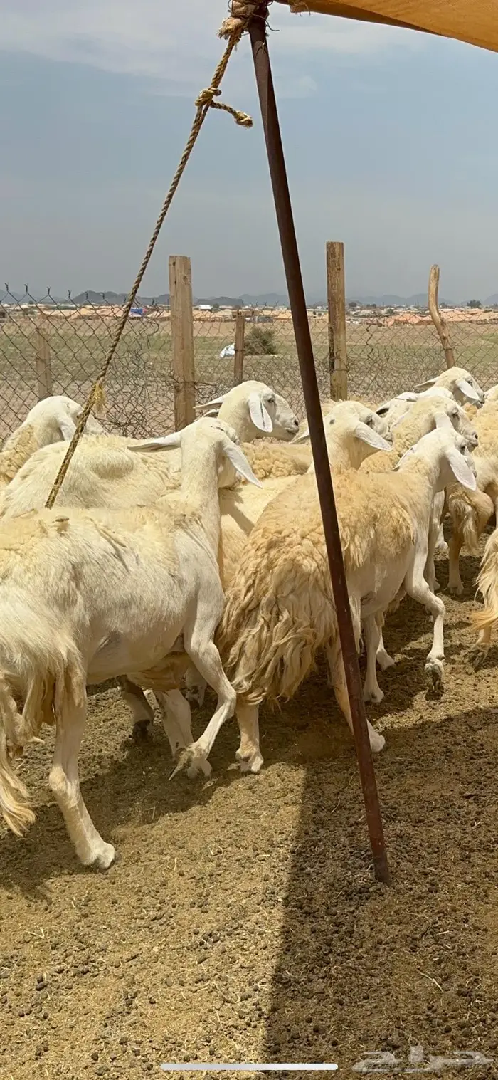 غنم حريات حرش جرروم مراح ملكي ماشاءالله 61 13