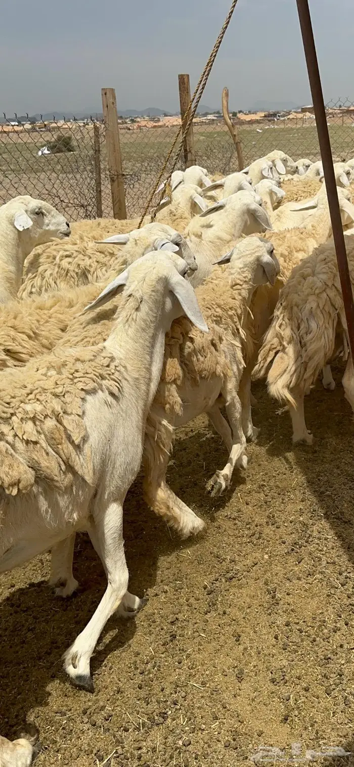 غنم حريات حرش جرروم مراح ملكي ماشاءالله 61 15