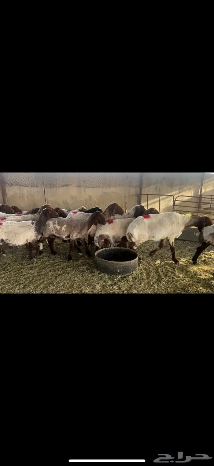 غنم نعيم دفيع 1