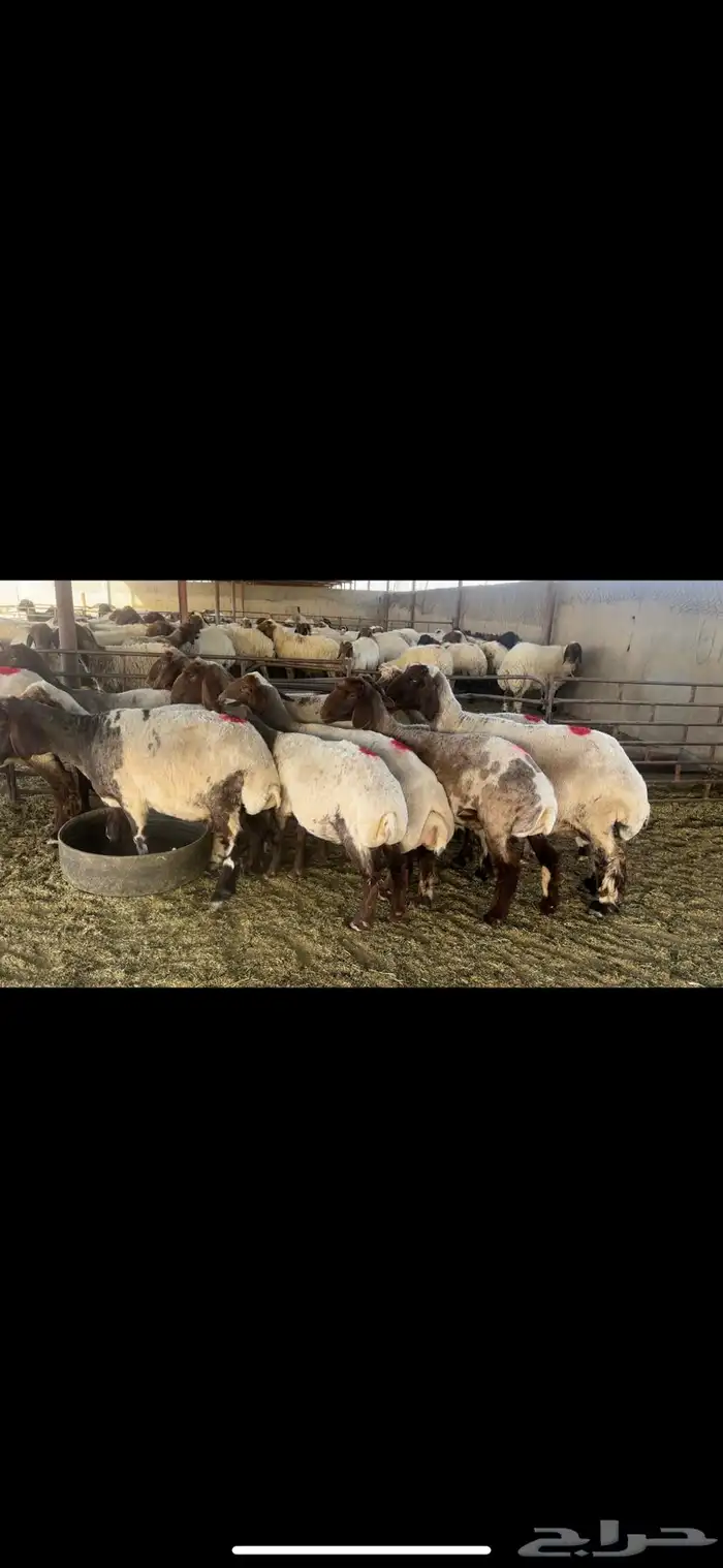 غنم نعيم دفيع 3