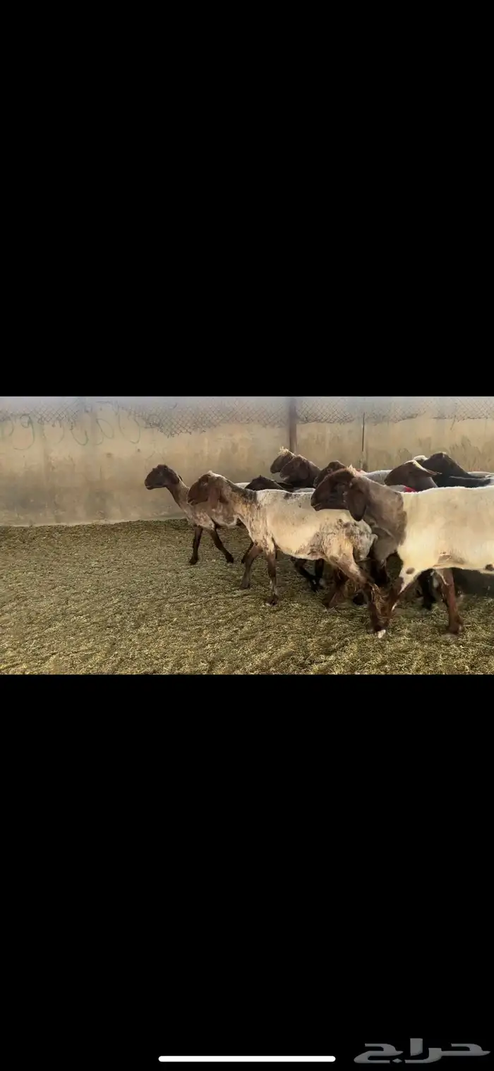 غنم نعيم دفيع 2