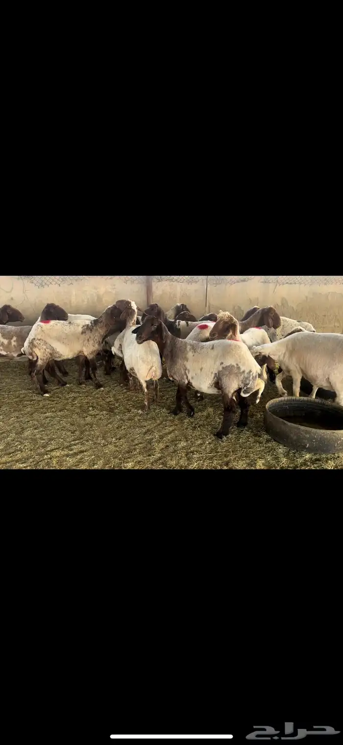 غنم نعيم دفيع 0