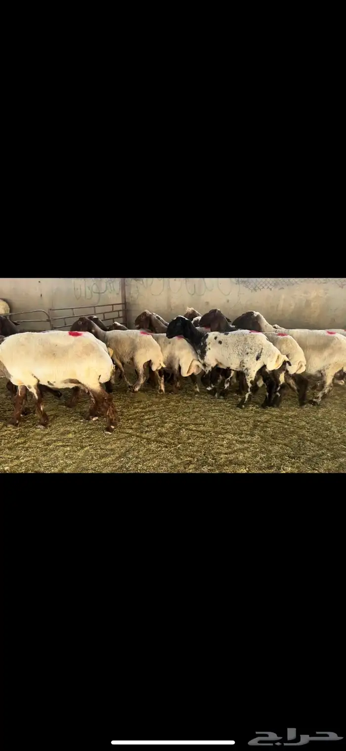 غنم نعيم دفيع 4