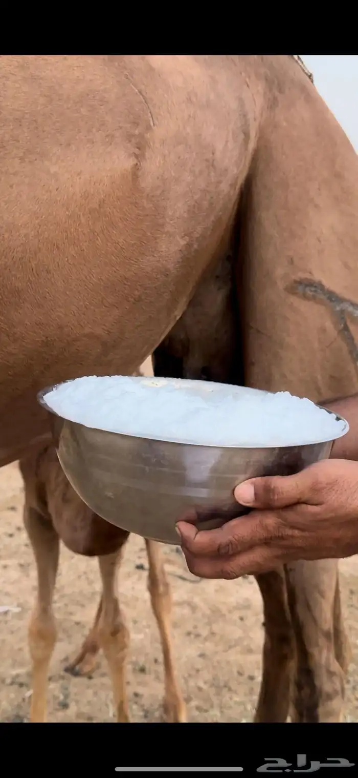 خلفه بكره اول ولده حلابه رقم واحد(تم البيع) 2