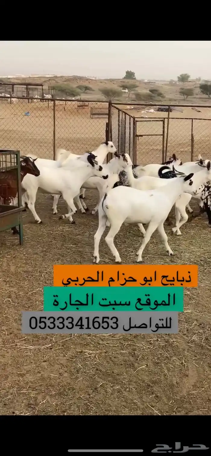 تيوس ذبايح 1