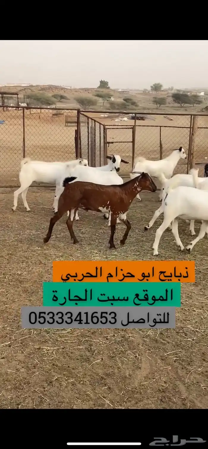 تيوس ذبايح 0