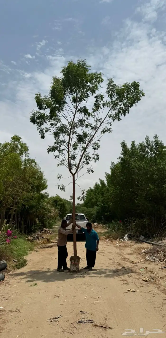 مشاتل الجملة 3