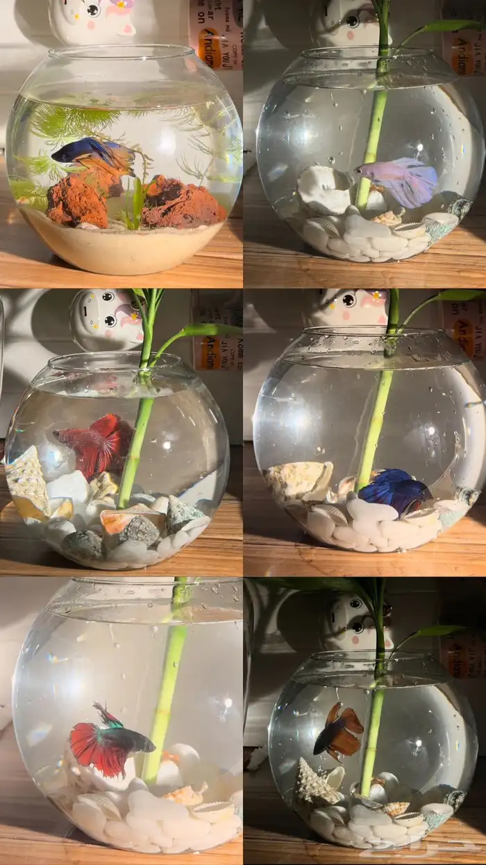 سمك الفايتر فازه احجار وصدف نبتة البامبو اكل ب 40 ريال 0