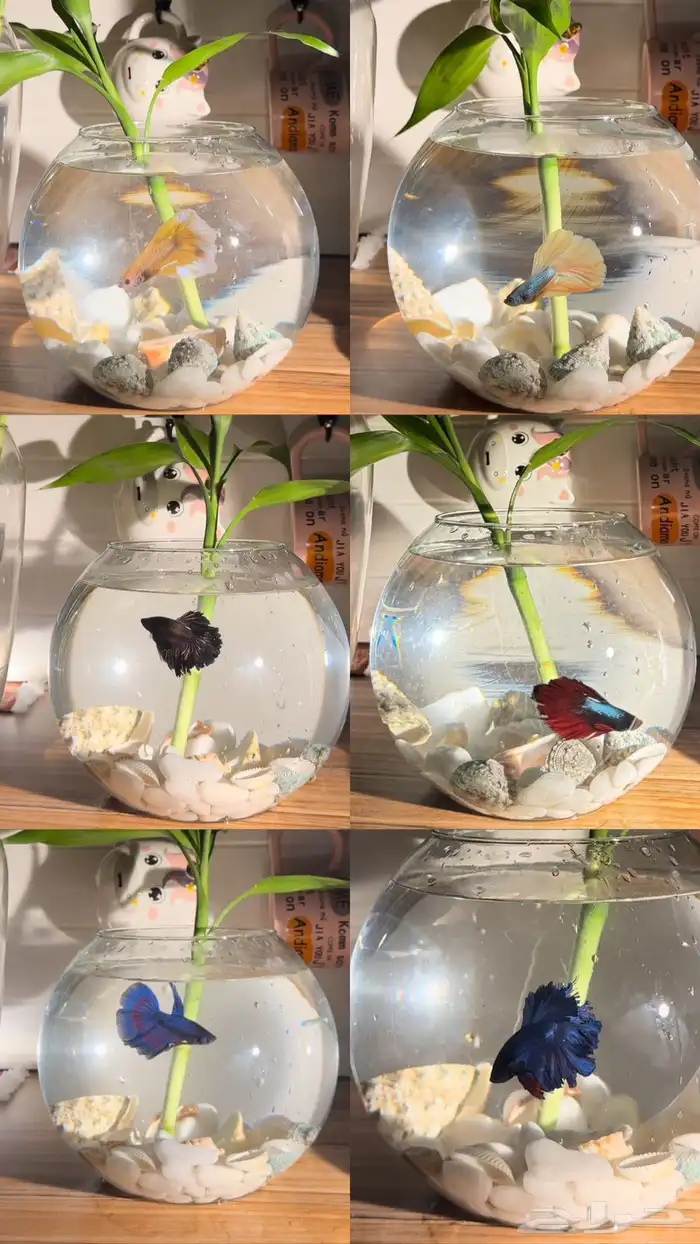 سمك الفايتر فازه احجار وصدف نبتة البامبو اكل ب 40 ريال 1