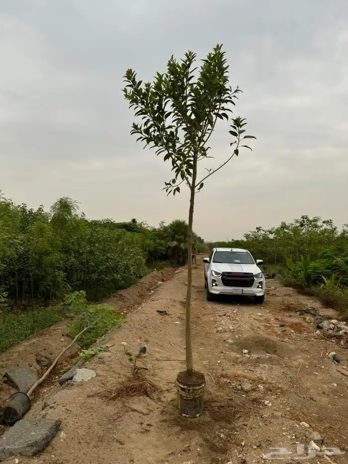 مشاتل الجملة 4