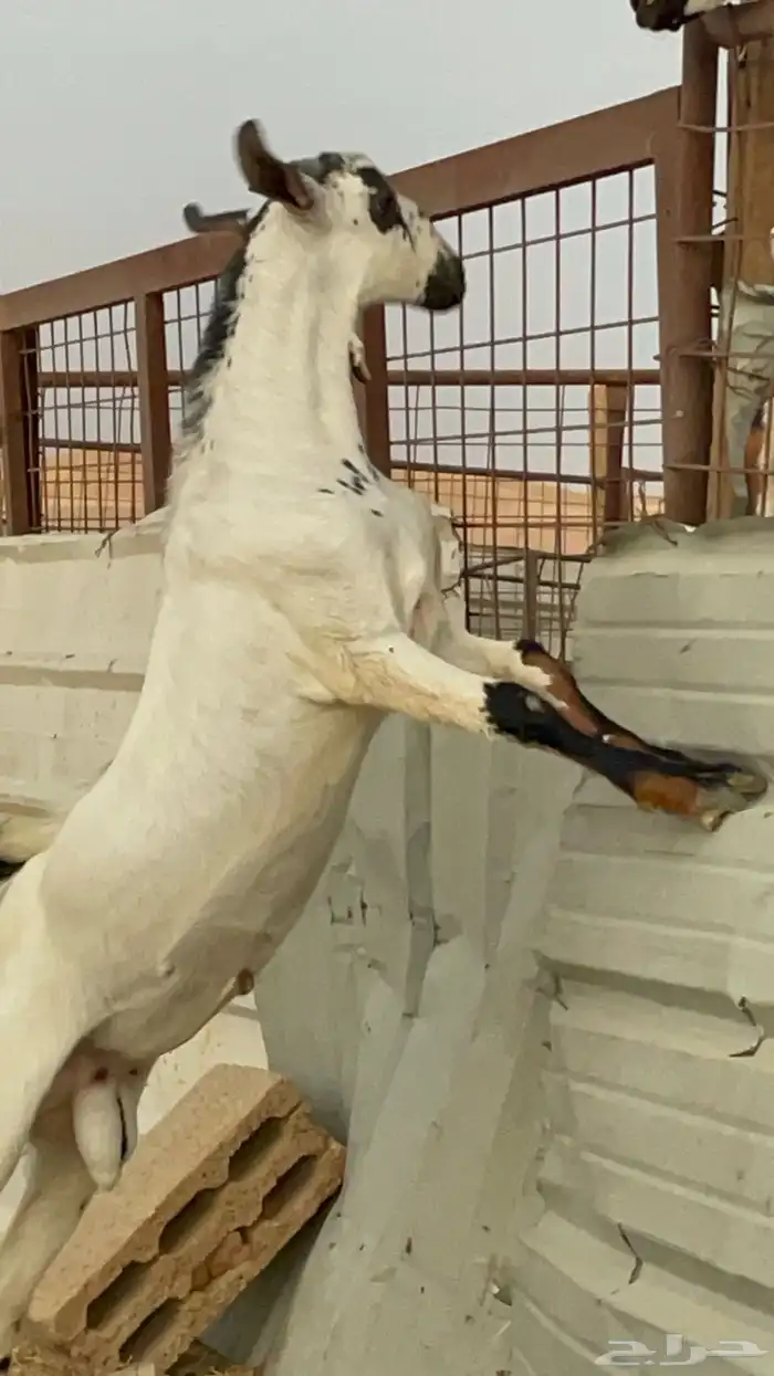 مشروع فحل بيشي امرخ فاخر 11